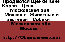 Продаются Щенки Кане Корсо › Цена ­ 15000-18000 - Московская обл., Москва г. Животные и растения » Собаки   . Московская обл.,Москва г.